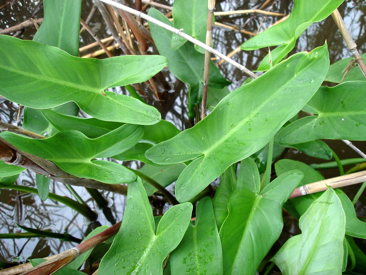 Emergent Aquatic Plants Outdoor Alabama